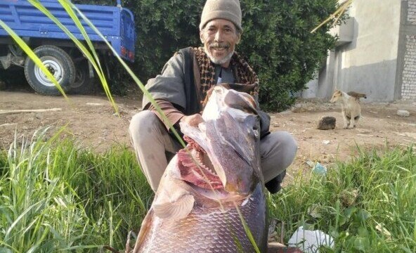 صدمة مدهشة: صيادو بني سويف يكتشفون سمكة عملاقة تزن 90 كجم في النيل