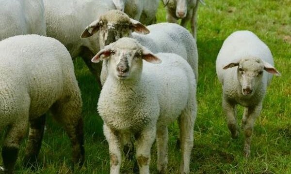 طرق سهلة وبسيطة لحجز صك الأضحية من بيت الزكاة والصدقات في المحافظات المصرية