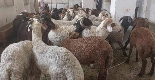 في خطوة تعكس الاهتمام بالمواطنين، محافظ البحر الأحمر يقرر طرح أضاحي العيد بأسعار مخفضة لتعزيز المساعدات الاقتصادية