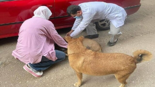 لحماية صحة المواطن، جهود مكثفة من «الطب البيطري بالدقهلية» لتحصين الكلاب الضالة ضد السعار