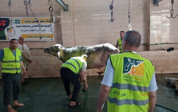 مبادرة إنسانية في المنوفية: «خير للناس» تذبح 11 عجلًا وتوزعها على الأسر المحتاجة