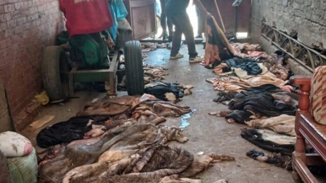 مفاجأة في المنوفية: ضبط كميات كبيرة من جلود الأضاحي المخزنة في منزل خاص