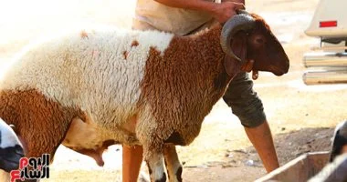 ملاحقة ذابحي الأضاحي تعيد لعيد الأضحى صبغته النقية وتدخل الأمن في الشوارع