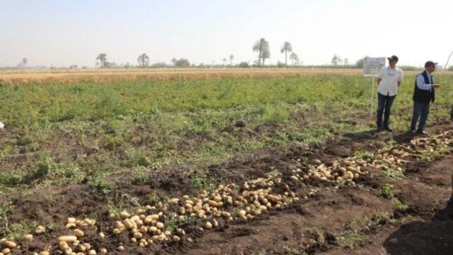 موسم حصاد بطاطس المنيا ينطلق بمطاي ليفتح آفاق التصدير إلى 90 دولة عالمية