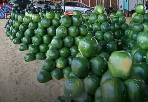 نجاح ساحق لبطيخ الواحات البحرية في اجتياح أسواق المحافظات المصرية مع بداية ذروة الإنتاج